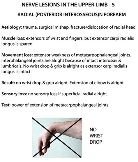 Upper Limb Nerve Lesions Part 2 The Radial Nerve Medi