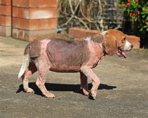 12 Pictures Of Folliculitis In Dogs What It Looks Like And What To Do