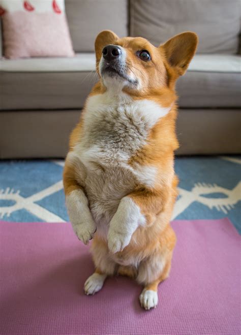 Funny Dogs Doing Yoga International Yoga Day Dogexpress