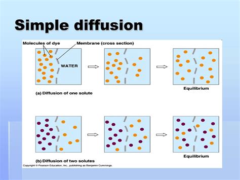 Diffusion Of Cells Definition