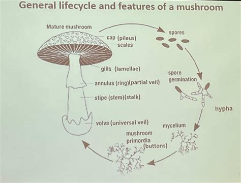 Special Topics In Horticulture Mycology Horticulture Centre Of The