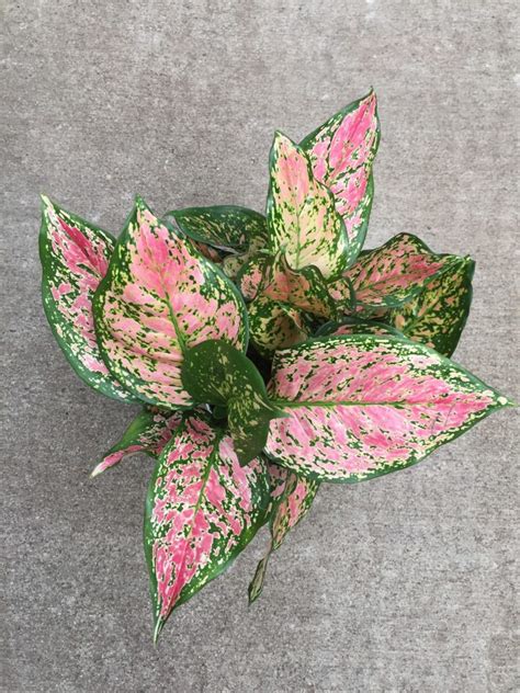 Aglaonema ‘lady Valentine Tropical Houseplant Plants4home