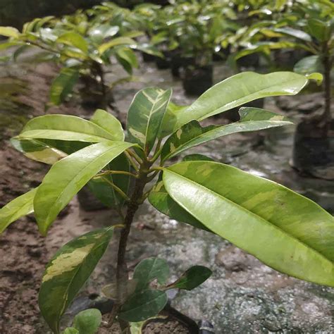 Aliveplant Nursery For All Tree Lovers Variegated Sapodilla Rare Grafted