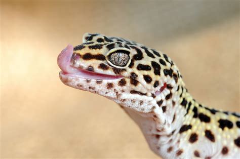 Types Of Geckos Pets With Pictures Pet Comments