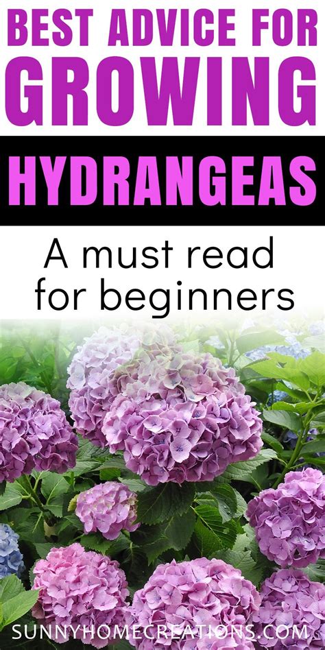 Hydrangea Care And Growing Tips Growing Hydrangeas Hydrangea