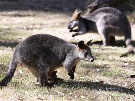 Tasmanian Wallabies In The Sights Of Meat Exporter The Mercury