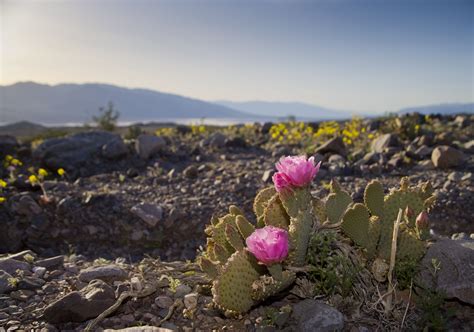Cactus And Cactus Flowers Photos From Phoenix Arizona
