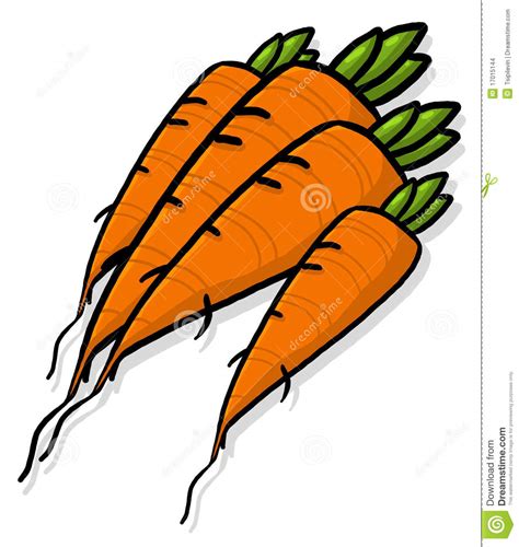 Carrots Illustration Stock Images Image 17015144
