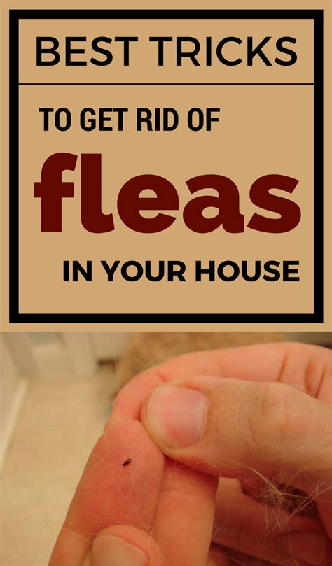 Learn How To Get Rid Of Fleas In Your House With This Effective Tricks