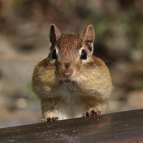 Eastern Chipmunk Facts Diet Habitat And Pictures On Animaliabio