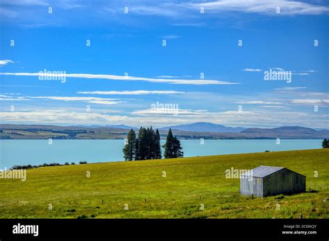 The Farmhouse On A Green Meadow With Pine Trees By The Lake Pukaki