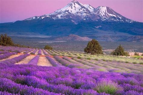 Making an exclusive essential rewards monthly order? Young Living Lavender Farms