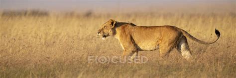 Scenic View Of Majestic Lion At Wild Nature — Animals In The Wild