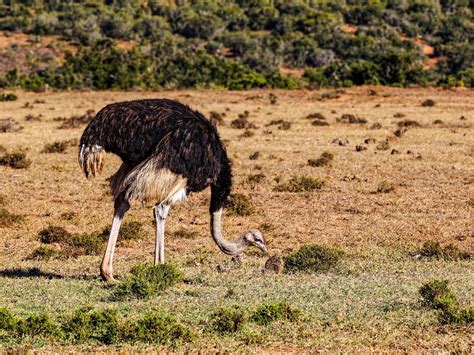 Do Ostriches Bury Their Heads In The Sand Unianimal