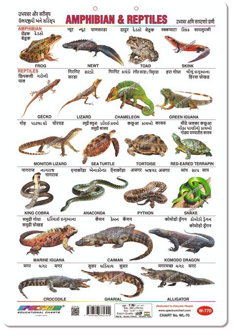 Multicolor Art Card Paper Spectrum Amphibians And Reptiles Chart Rs 70