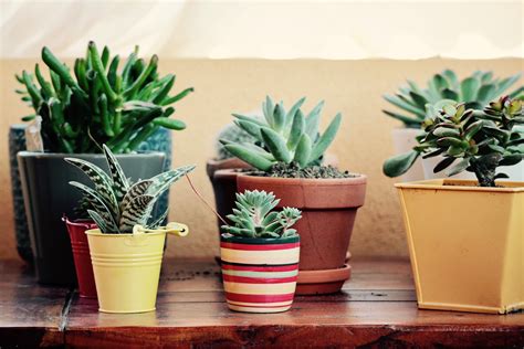 La mayoría de ellas se pueden reproducir fácilmente, asique siga las instrucciones que les dejaremos a continuación y hágalo usted mismo desde la comodidad de su hogar. ¿Cómo hacer un terrario con cactus y suculentas? | ¡Paso a ...