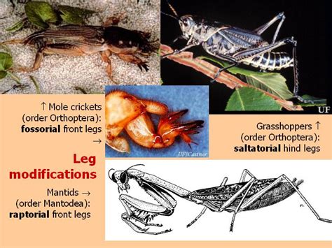 External Morphology Of Insects