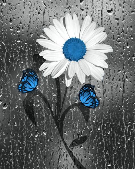 Two Blue Butterflies Sitting On Top Of A White Flower In Front Of A