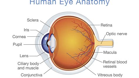 In The Figure Of The Human Eye The Cornea Is Represented By The Letter