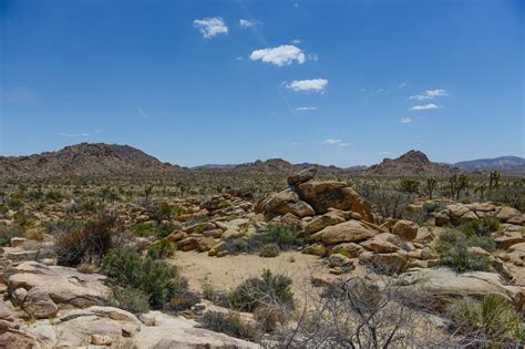 Five Dont Miss Attractions At Joshua Tree National Park