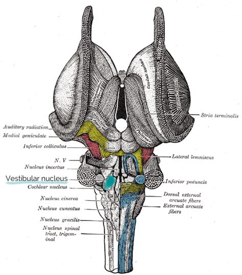 The Vestibulocochlear Nerve Cn Viii Cranial Nerves Geeky Medics