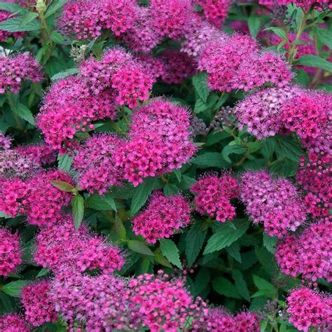 Summer blooming plants have to be able to withstand the high temperatures that come with summer. Spiraea Anthony Waterer | Spirea shrub, Flowering shrubs ...