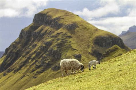 Uk Scotland Isle Of Skye Quiraing Sheep On Meadow Dlf000010 Dl