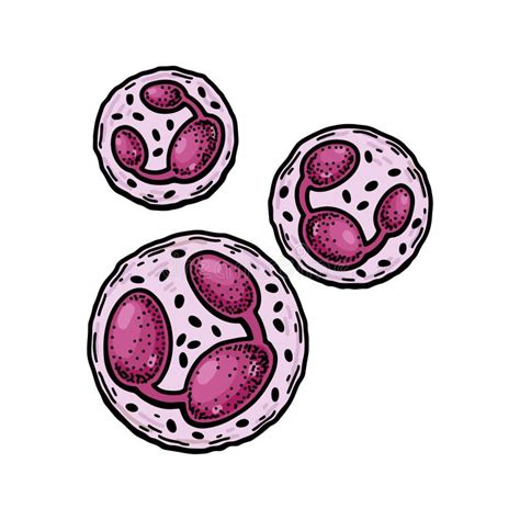 Neutrophil Leukocyte White Blood Cells Isolated On White Background