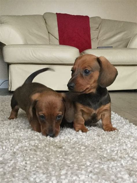 The teacup dachshund takes an already toy sized pup and makes it even smaller. Stunning Miniature Dachshund Puppies | Manchester, Greater Manchester | Pets4Homes