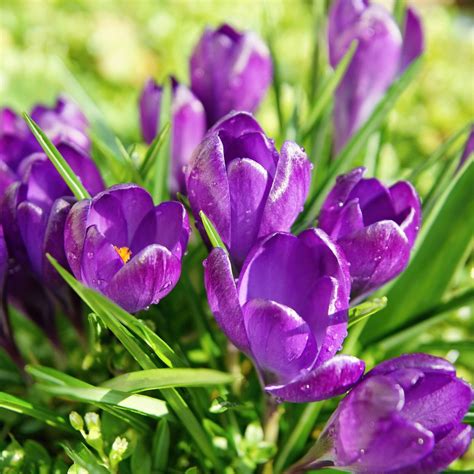 100 Crocus Bulbs Purple Flower Record Spring Large Flowering Crocus