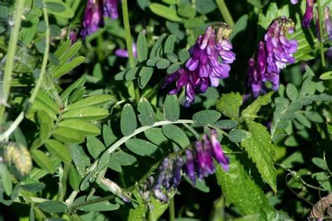 Photo Of The Leaves Of Purple Vetch Vicia Villosa Subsp Varia Posted