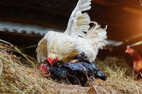 Cómo Los Gallos Fertilizan Los Huevos Todo Lo Que Necesitas Saber Criar Gallinas En Casa