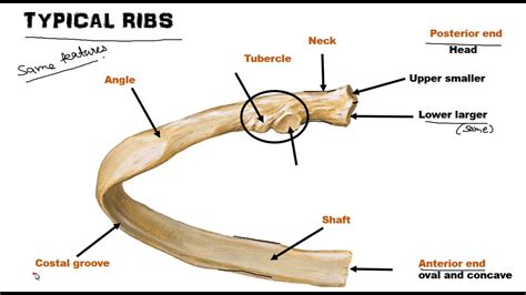Anatomy Of Ribs Posterior Human Skeleton System Rib Cage Anatomy