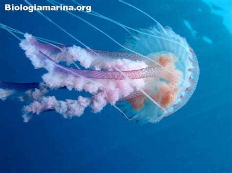 Medusa Luminosa Biologia Marina Del Mediterraneo