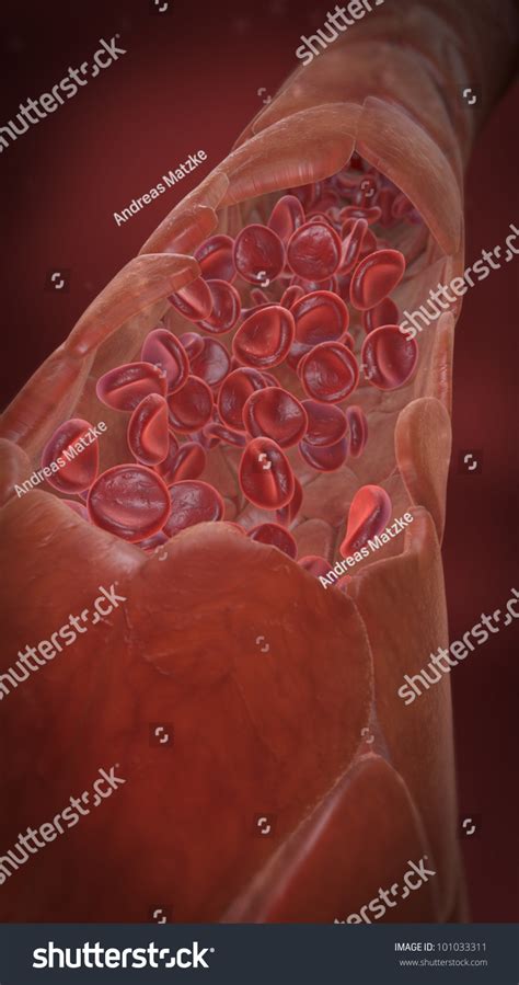 Blood Vessel Erythrocytes Red Blood Cells Stock Illustration 101033311