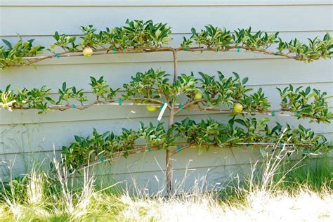 How To Grow Espalier Fruit Trees How To Espalier A Fruit Tree