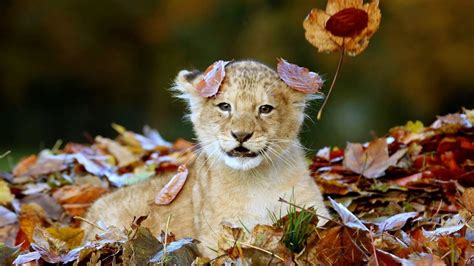 Baby Lion Wallpapers Wallpaper Cave