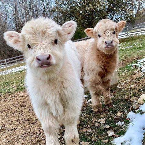 120 Best Fluffy Cow Images On Pholder Aww Pics And Happycows