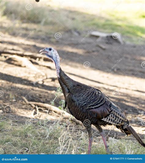 Wild Turkey In A Clearing Walking Up A Grassy Hill Stock Image Image