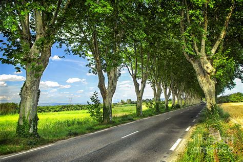 Road In French Countryside Photograph By Elena Elisseeva Fine Art America