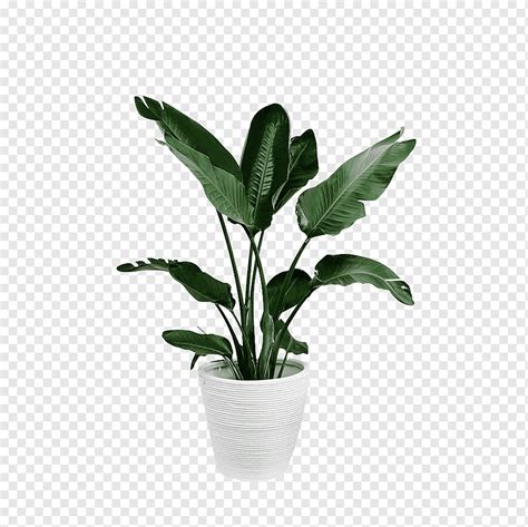 Potted Green Plants Large Leaves Plants Flower Pot Png Pngwing