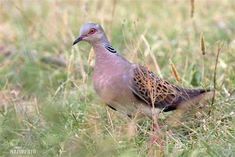 Turtle Dove Photos Turtle Dove Images Nature Wildlife Pictures