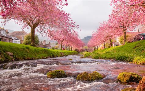 Sakura Trees Beautiful Landscape Wallpaper Zenitex Fashions