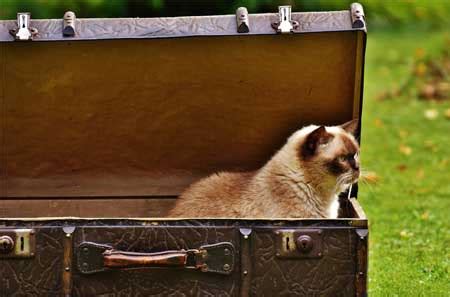 Pets are an important part of your family, and petsafe® is here to get your dog or cat where they need to after landing, we'll unload your pet first to minimize their stress, and if they have a long journey or connection the petsafe customer service center will provide you with more details when you book. Resources - Traveling with Your Pet & Transport Services ...
