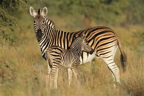 Zebra habitats are mainly around southern and eastern africa. Interesting Facts about Zebras