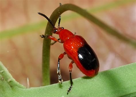 red narrow necked leaf beetle lilioceris bakewelli