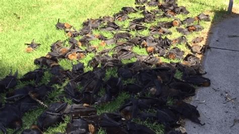 Hundreds Of Flying Foxes Cooked Alive In Australia S Heat Wave Iflscience