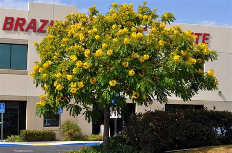 There are also some unusual acacia trees with red or purple flowers. Pin on trees to look at in arkansas