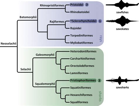 A Phylogenetic Tree Of Sharks And Rays With Highlighted Clades That