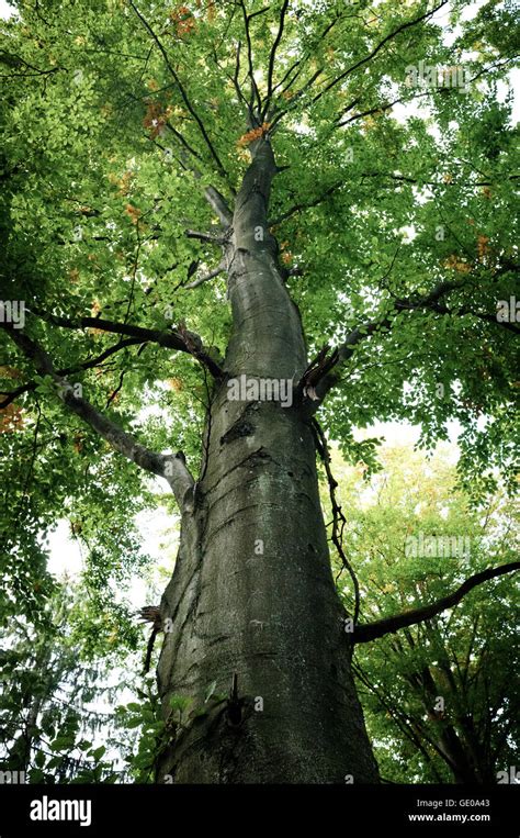 Grey Alder Tree View From Below Stock Photo Alamy